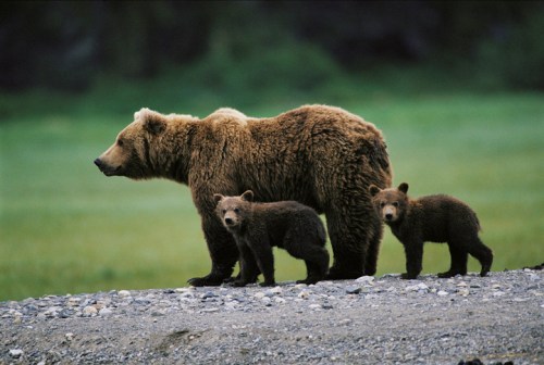 A mother bear stands with two cubs on a rocky shore, surrounded by green grass and a natural landscape.
