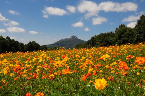 A vibrant field of orange and yellow flowers with a mountain in the background under a blue sky with fluffy clouds.
