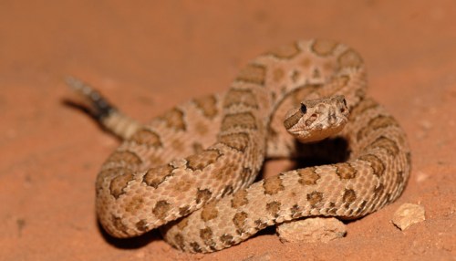 A coiled snake with a patterned brown and tan body resting on sandy ground.