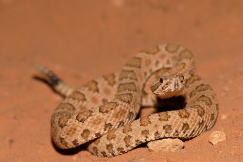 A coiled snake with a patterned brown and tan body resting on sandy ground.