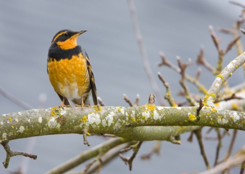 A bird with a black head and orange belly perched on a mossy branch against a blurred background.