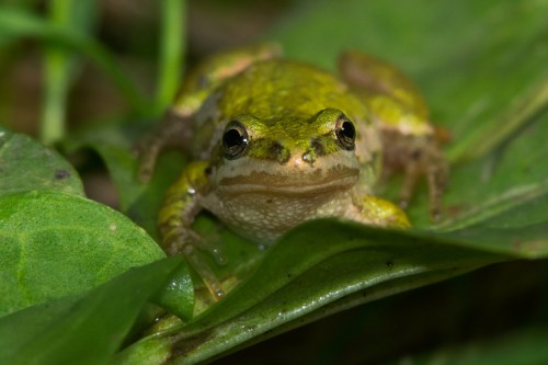 A close-up of a green frog resting on a leaf, surrounded by lush greenery.