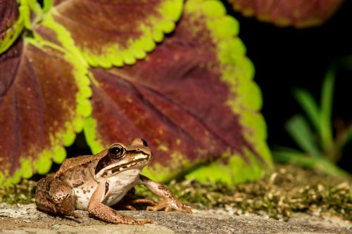 A brown frog sits on a stone, surrounded by vibrant green and purple leaves in a natural setting.