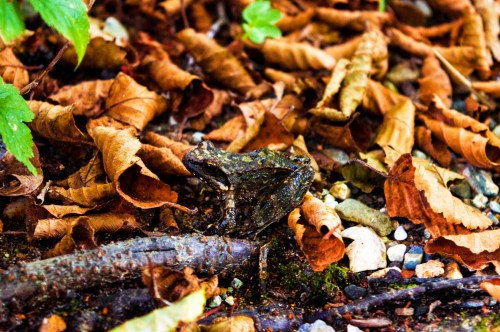 A camouflaged frog rests among brown, dried leaves and twigs on the forest floor.
