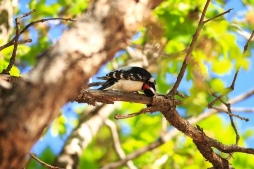 A woodpecker perched on a branch, pecking at the wood, surrounded by green leaves and a blue sky.