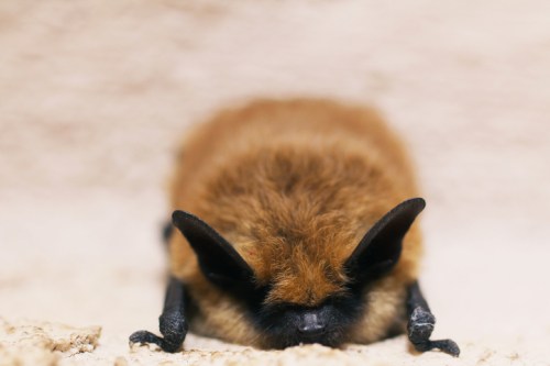 A close-up of a small, furry bat resting on a surface, with its ears and face partially hidden.