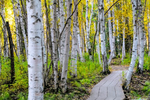 A wooden path winds through a forest of white birch trees with vibrant yellow leaves in autumn.