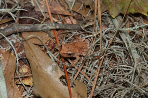 A small brown frog camouflaged among dry leaves and twigs on the forest floor.