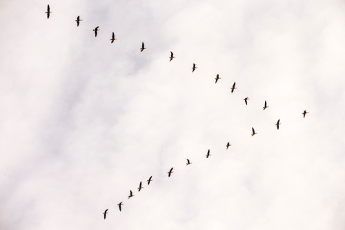 A flock of birds flying in a V formation against a cloudy sky.