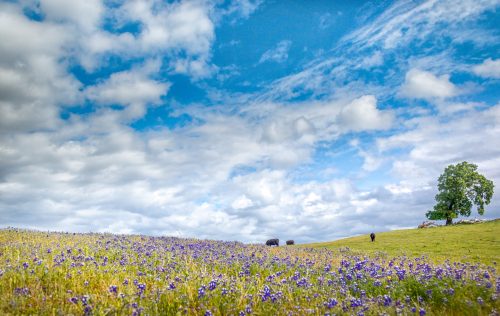 A vibrant field of purple flowers under a blue sky with fluffy clouds, featuring a lone tree and grazing cattle in the distance.