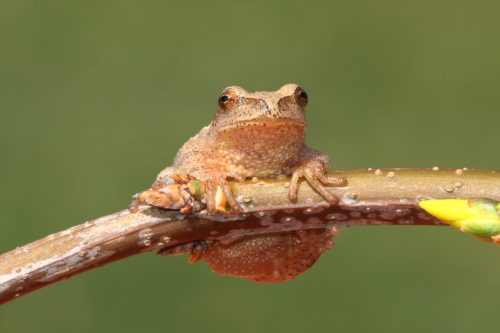 A close-up of a frog perched on a branch, with a blurred green background. The frog has a textured skin and bright eyes.