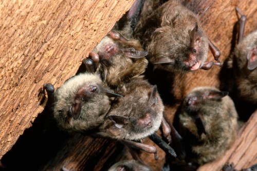 A group of bats roosting together in a wooden crevice, showcasing their furry bodies and small wings.