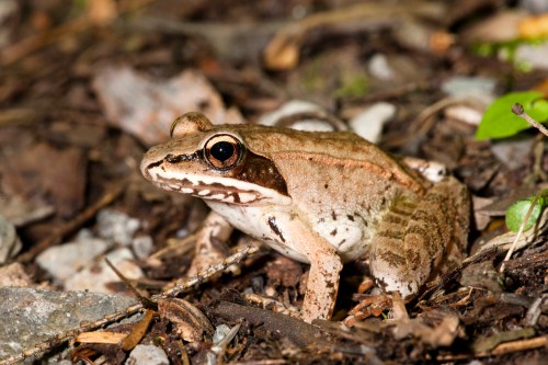 A close-up of a brown frog resting on the ground among leaves and stones, showcasing its textured skin and large eyes.