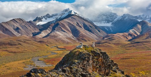 Two mountain goats stand on a rocky outcrop, surrounded by colorful autumn foliage and majestic snow-capped mountains.