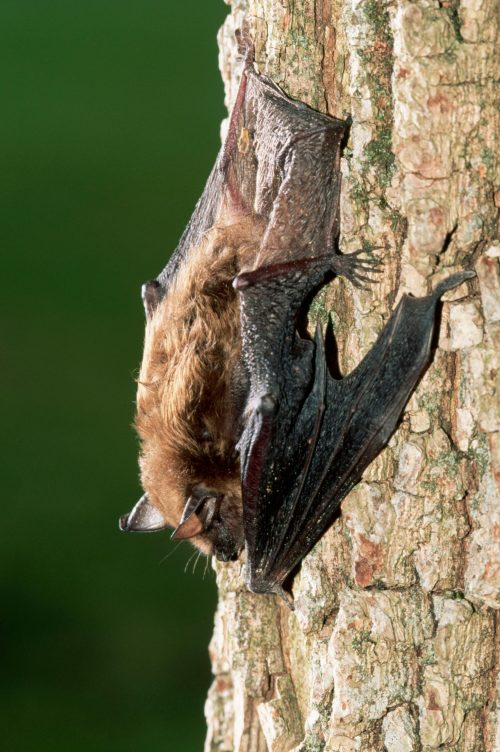 A bat hanging upside down on a tree trunk, showcasing its wings and fur against a blurred green background.