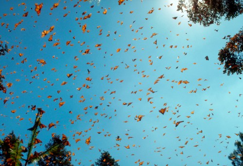 A vibrant sky filled with countless orange and black butterflies, surrounded by trees and sunlight.