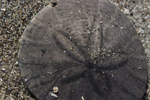 A close-up of a sand dollar resting on sandy beach, surrounded by small grains of sand.