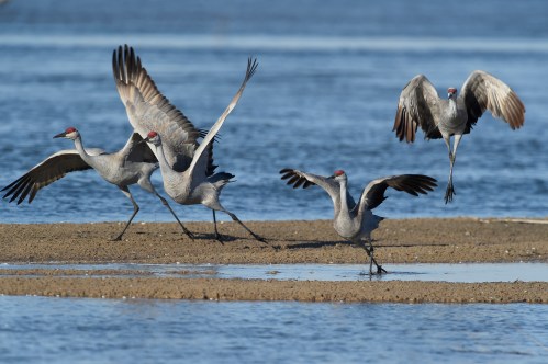 A group of sandhill cranes in various poses, some flying and others walking, near a water's edge.