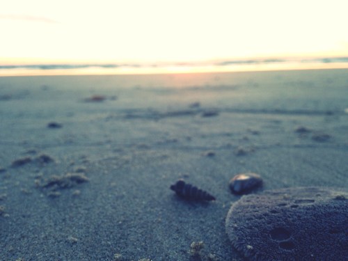 Close-up of seashells on a sandy beach with a soft sunset glow in the background.