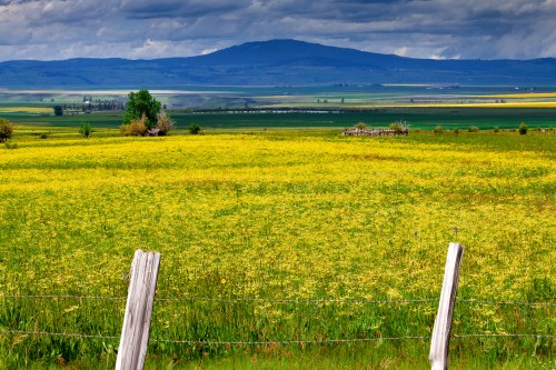 A vibrant yellow flower field stretches across the landscape, with rolling hills and a cloudy sky in the background.