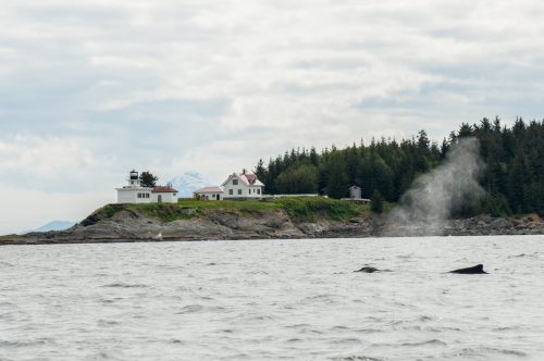 A lighthouse on a rocky shore, surrounded by trees and mountains, with a whale spouting water nearby.