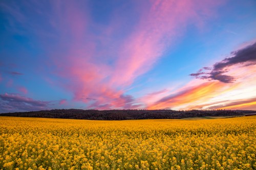 A vibrant sunset over a field of yellow flowers, with colorful clouds and a forested horizon in the background.