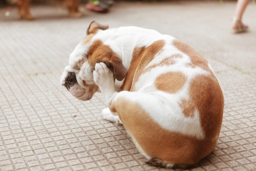 A brown and white bulldog sitting on a tiled surface, scratching its ear with a paw.