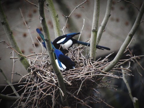 Two birds with blue and white plumage are building a nest in a tree, surrounded by twigs and branches.