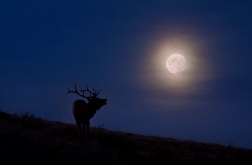 A silhouette of a stag against a bright full moon in a dark blue sky.