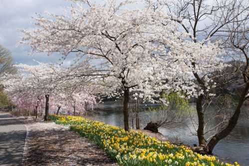 Blossoming cherry trees and vibrant yellow daffodils line a path by a serene river under a cloudy sky.