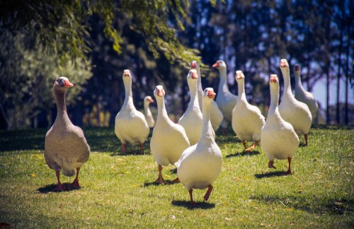 A group of geese walking on green grass, with trees and a blue sky in the background.