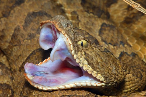 A close-up of a snake with its mouth open, revealing fangs and a forked tongue against a textured brown background.