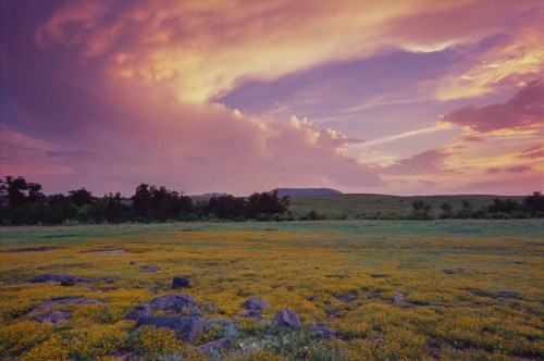 A vibrant sunset over a field of yellow flowers, with dramatic clouds and distant hills in the background.