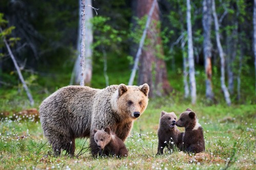 A mother bear stands with three playful cubs in a lush green forest, surrounded by wildflowers and trees.