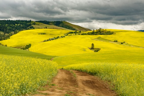 A winding dirt path leads through vibrant yellow fields under a cloudy sky, surrounded by rolling green hills.
