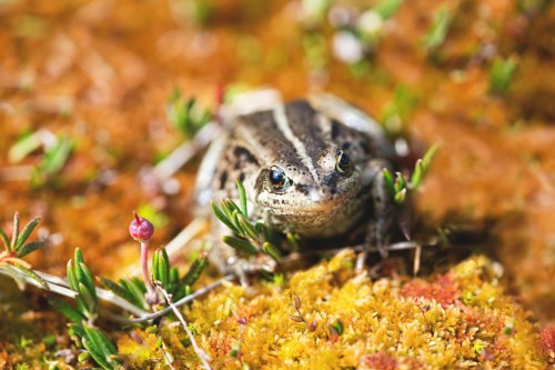 A close-up of a frog resting on mossy ground, surrounded by small plants and vibrant natural textures.