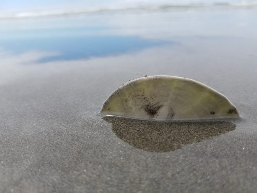 A close-up of a horseshoe crab shell partially buried in wet sand, with a calm ocean and sky reflected in the background.