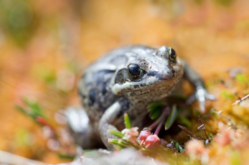 A close-up of a small gray frog resting on a mossy surface with colorful plants around it.
