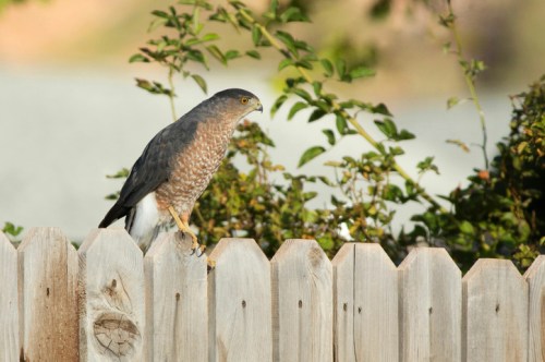 A hawk perched on a wooden fence, surrounded by greenery in the background.