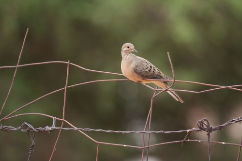 A bird perched on a barbed wire fence with a blurred green background.