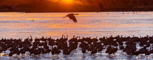 A flock of cranes wades in water at sunset, with a few birds flying above against a colorful sky.