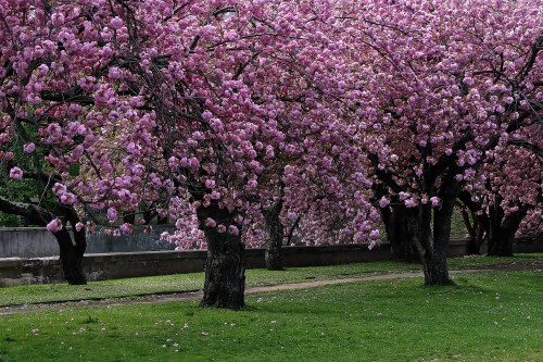 Blossoming cherry trees with vibrant pink flowers line a grassy path in a serene park setting.