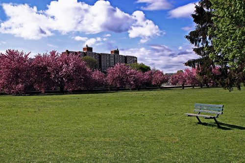 A park with vibrant pink trees, green grass, and a lone bench under a blue sky with fluffy clouds.