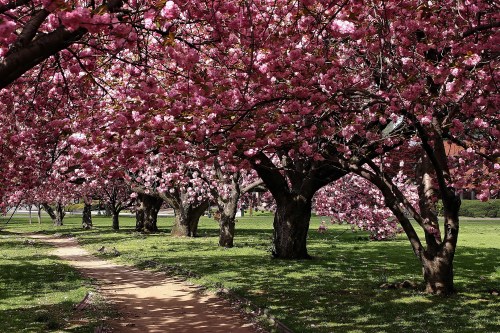 A serene path lined with blooming pink cherry blossom trees in a lush green park.