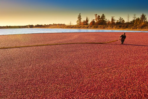 A person pulls a hose across a vibrant cranberry bog at sunset, surrounded by water and trees.