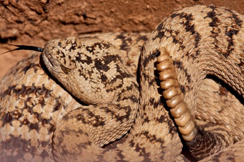 A close-up of a coiled snake with a patterned, sandy-colored body and a forked tongue, resting on the ground.
