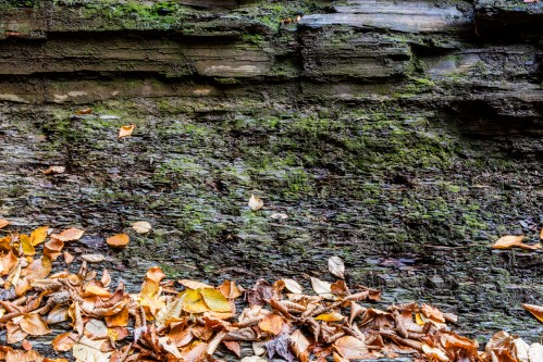 A textured rock surface with patches of moss, surrounded by scattered autumn leaves.