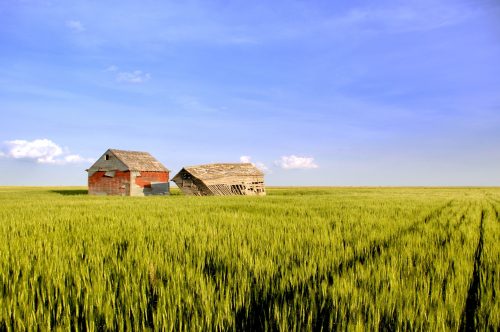 Two rustic houses in a lush green field under a clear blue sky with a few clouds.