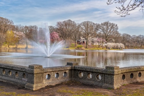 A serene park scene featuring a fountain in a pond, surrounded by blooming trees and a clear blue sky.