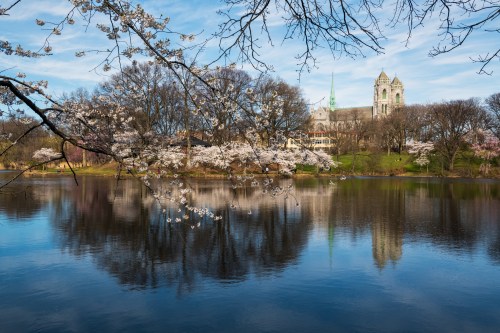 Cherry blossoms frame a serene lake reflecting trees and a church in the background under a clear blue sky.